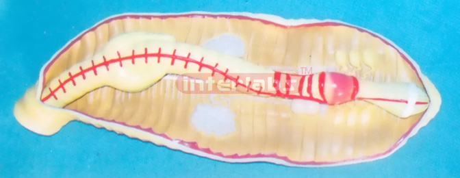 ANATOMICAL & MAGNIFIED EARTHWORM MODEL